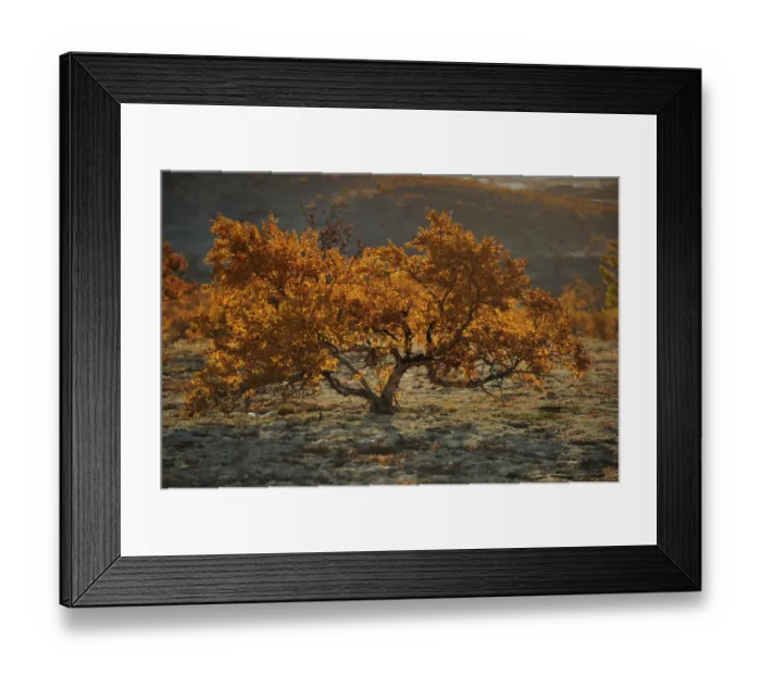 Framed Print : Small tree in autumn, Forollhogna National Park, Norway, September 2008 Framed Print : Small tree in autumn, Forollhogna National Park, Norway, September 2008
