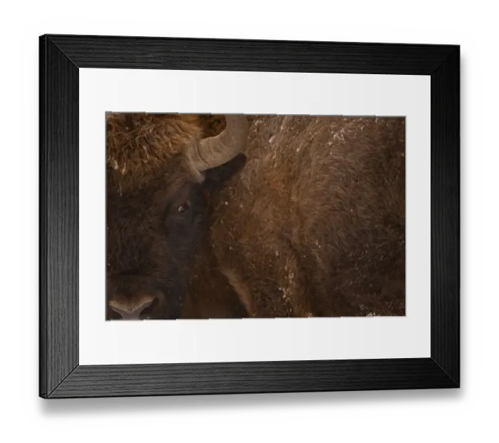 Framed Print : European bison (Bison bonasus) close up, Bialowieza NP, Poland, February 2009 Framed Print : European bison (Bison bonasus) close up, Bialowieza NP, Poland, February 2009