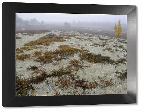 Tundra with Reindeer lichen  /  moss and a few small trees in mist, Forollhogna National Park