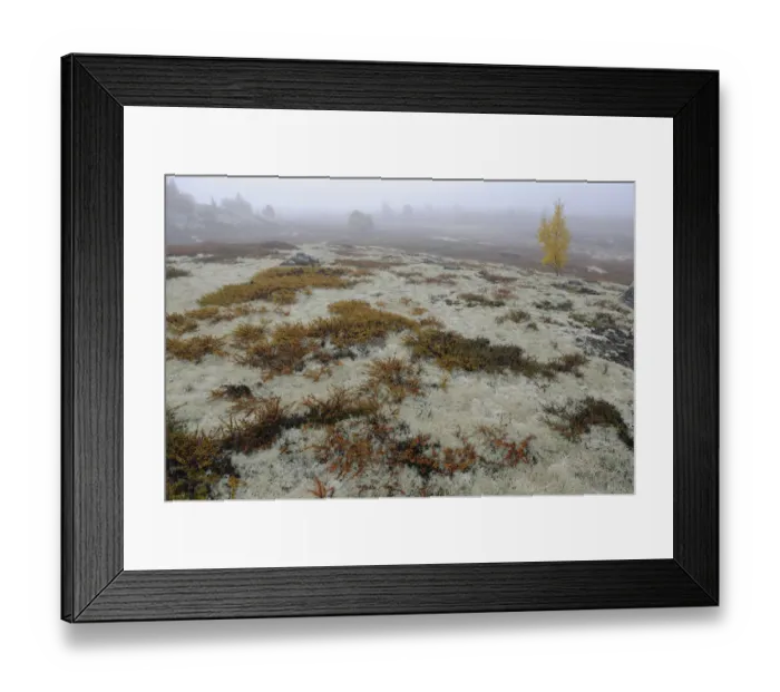 Framed Print : Tundra with Reindeer lichen / moss and a few small trees in mist, Forollhogna National Park Framed Print : Tundra with Reindeer lichen / moss and a few small trees in mist, Forollhogna National Park