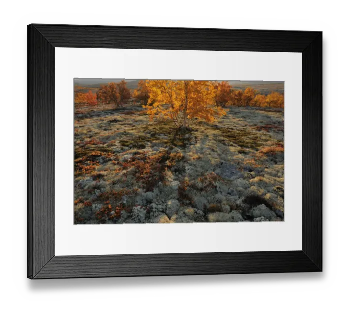 Framed Print : Autumn trees and Reindeer lichen / moss in Forollhogna National Park, Norway, September Framed Print : Autumn trees and Reindeer lichen / moss in Forollhogna National Park, Norway, September