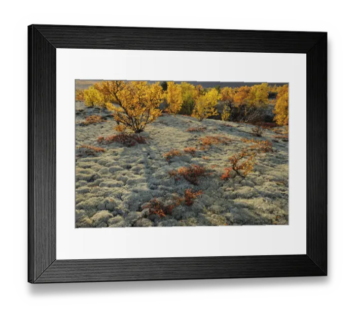 Framed Print : Reindeer lichen / moss and autumn trees in Forollhogna National Park, Norway, September Framed Print : Reindeer lichen / moss and autumn trees in Forollhogna National Park, Norway, September