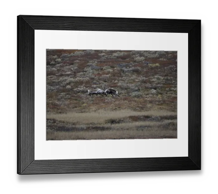 Framed Print : Two Reindeer (Rangifer tarandus) fighting, Forollhogna National Park, Norway, September