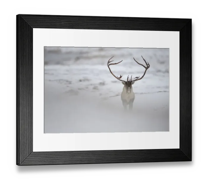 Framed Print : Reindeer (Rangifer tarandus) with large antlers, Forollhogna National Park, Norway Framed Print : Reindeer (Rangifer tarandus) with large antlers, Forollhogna National Park, Norway