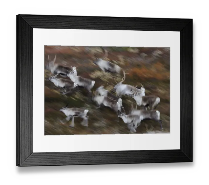 Framed Print : Reindeer (Rangifer tarandus) running, Forollhogna National Park, Norway, September 2008 Framed Print : Reindeer (Rangifer tarandus) running, Forollhogna National Park, Norway, September 2008
