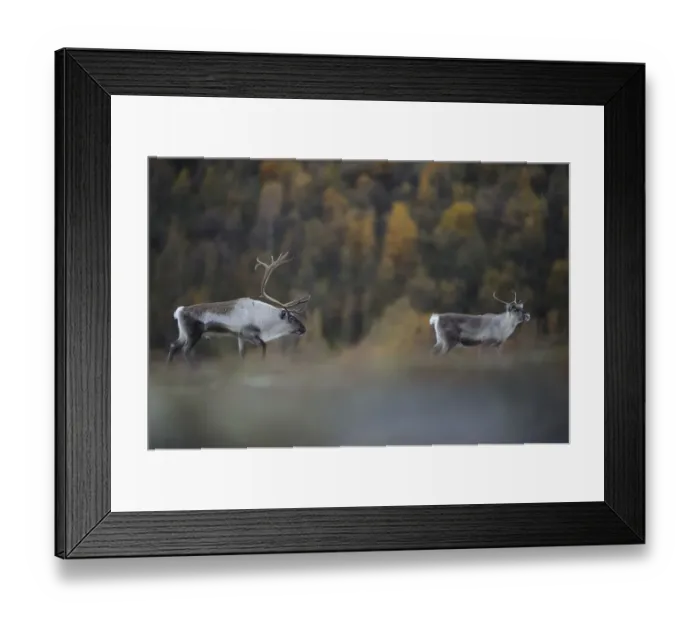 Framed Print : Reindeer (Rangifer tarandus) pair, Forollhogna National Park, Norway, September 2008 Framed Print : Reindeer (Rangifer tarandus) pair, Forollhogna National Park, Norway, September 2008