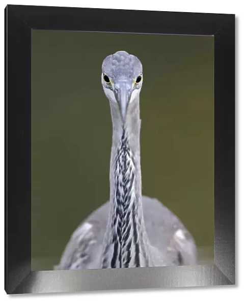 Grey heron (Ardea cincerea) head on portrait, Elbe Biosphere Reserve, Lower Saxony