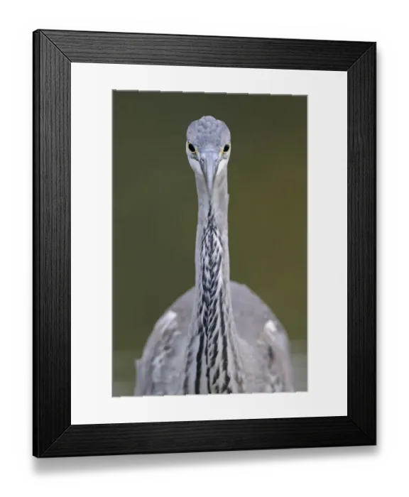 Framed Print : Grey heron (Ardea cincerea) head on portrait, Elbe Biosphere Reserve, Lower Saxony