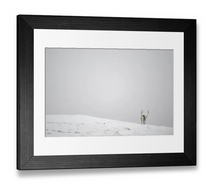 Framed Print : Rear view of Reindeer (Rangifer tarandus) in snow, Forollhogna National Park, Norway Framed Print : Rear view of Reindeer (Rangifer tarandus) in snow, Forollhogna National Park, Norway