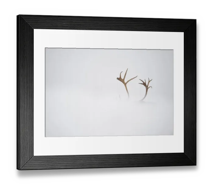 Framed Print : Reindeer (Rangifer tarandus) antlers, body hidden by snow, Forollhogna National Park Framed Print : Reindeer (Rangifer tarandus) antlers, body hidden by snow, Forollhogna National Park