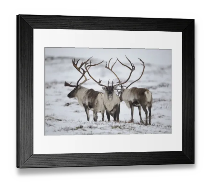 Framed Print : Three Reindeer (Rangifer tarandus) in snow, Forollhogna National Park, Norway, September 2008 Framed Print : Three Reindeer (Rangifer tarandus) in snow, Forollhogna National Park, Norway, September 2008