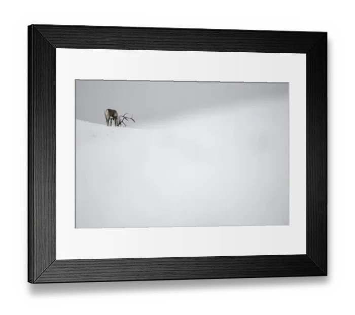Framed Print : Reindeer (Rangifer tarandus) feeding in snow, Forollhogna National Park, Norway Framed Print : Reindeer (Rangifer tarandus) feeding in snow, Forollhogna National Park, Norway