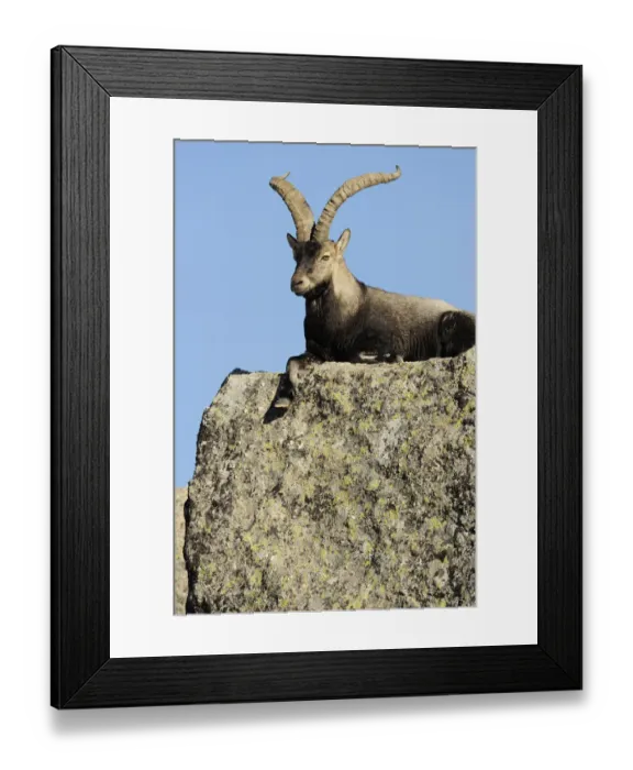 Framed Print : Male Spanish ibex (Capra pyrenaica) lying on rock, Sierra de Gredos, Spain, November 2008 Framed Print : Male Spanish ibex (Capra pyrenaica) lying on rock, Sierra de Gredos, Spain, November 2008