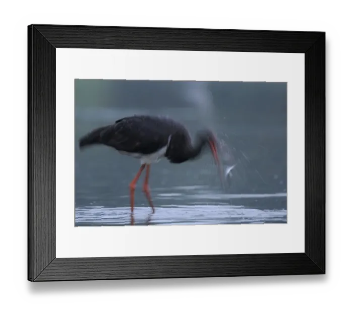 Framed Print : Black stork (Ciconia nigra) shaking head with fish in beak, Elbe Biosphere Reserve