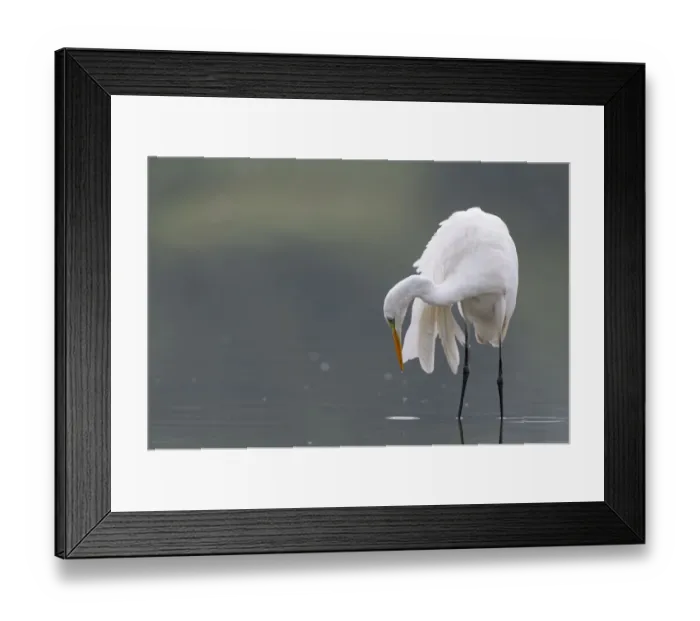 Framed Print : Great egret (Ardea alba) hunting for fish, Elbe Biosphere Reserve, Lower Saxony, Germany Framed Print : Great egret (Ardea alba) hunting for fish, Elbe Biosphere Reserve, Lower Saxony, Germany