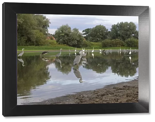 Black storks (Ciconia nigra) Grey herons (Ardea cinerea) and Great egret (Casmerodius
