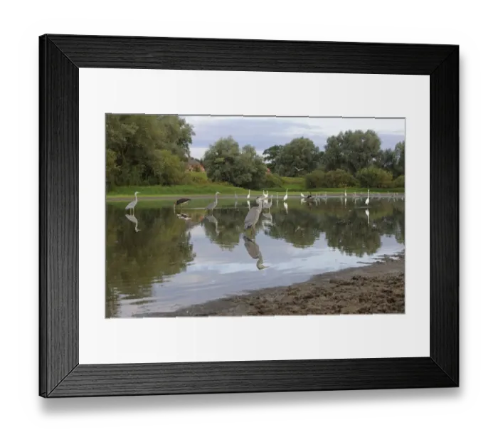 Framed Print : Black storks (Ciconia nigra) Grey herons (Ardea cinerea) and Great egret (Casmerodius Framed Print : Black storks (Ciconia nigra) Grey herons (Ardea cinerea) and Great egret (Casmerodius
