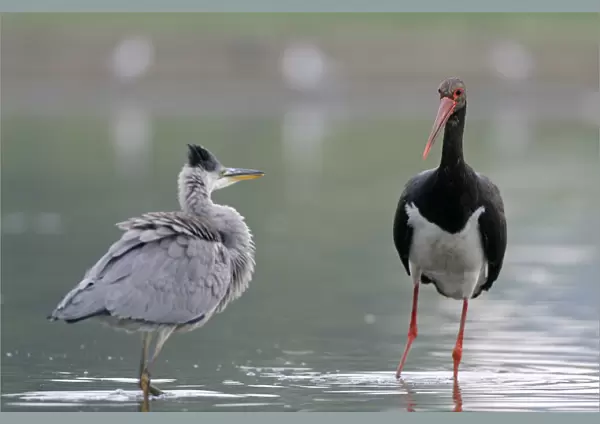 Black stork (Ciconia nigra) and a Grey heron (Ardea cinerea) in water, Elbe Biosphere Reserve