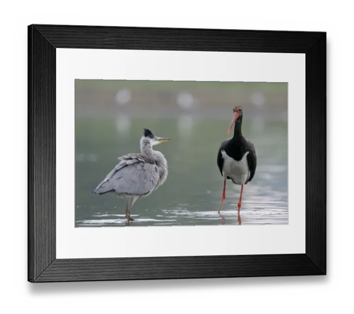 Framed Print : Black stork (Ciconia nigra) and a Grey heron (Ardea cinerea) in water, Elbe Biosphere Reserve