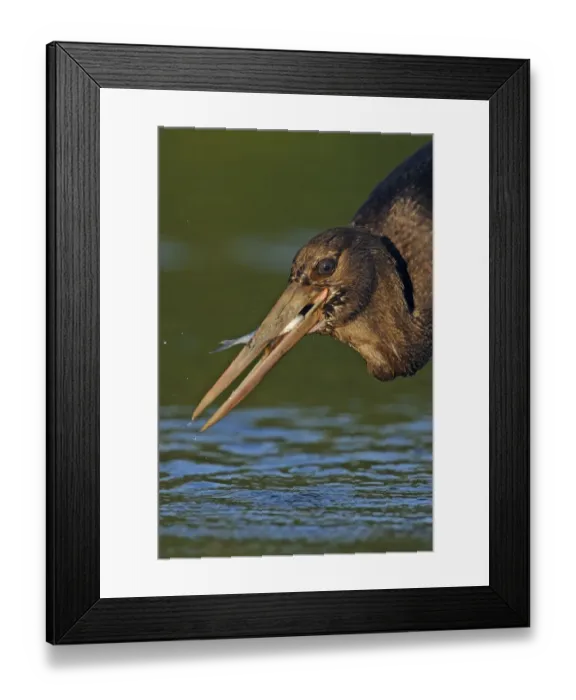 Framed Print : Juvenile Black stork (Ciconia nigra) with caught fish, Elbe Biosphere Reserve, Lower Saxony Framed Print : Juvenile Black stork (Ciconia nigra) with caught fish, Elbe Biosphere Reserve, Lower Saxony