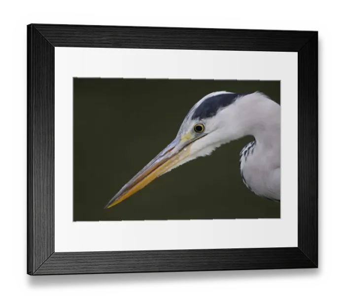 Framed Print : Grey heron (Ardea cinerea) profile of head and beak, Elbe Biosphere Reserve, Lower Saxony Framed Print : Grey heron (Ardea cinerea) profile of head and beak, Elbe Biosphere Reserve, Lower Saxony