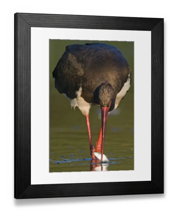 Framed Print : Black sotork (Ciconia nigra) with fish in beak, Elbe Biosphere Reserve, Lower Saxony Framed Print : Black sotork (Ciconia nigra) with fish in beak, Elbe Biosphere Reserve, Lower Saxony