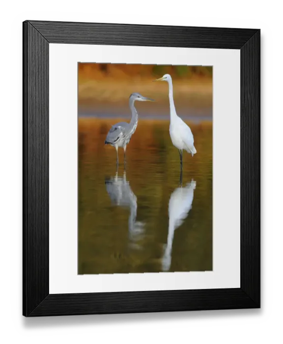 Framed Print : Great egret (Ardea alba) and a Grey heron (Ardea cinerea) standing in water, Elbe Biosphere Reserve Framed Print : Great egret (Ardea alba) and a Grey heron (Ardea cinerea) standing in water, Elbe Biosphere Reserve