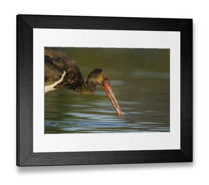 Framed Print : Black stork (Ciconia nigra) feeding on fish, Elbe Biosphere Reserve, Lower Saxony