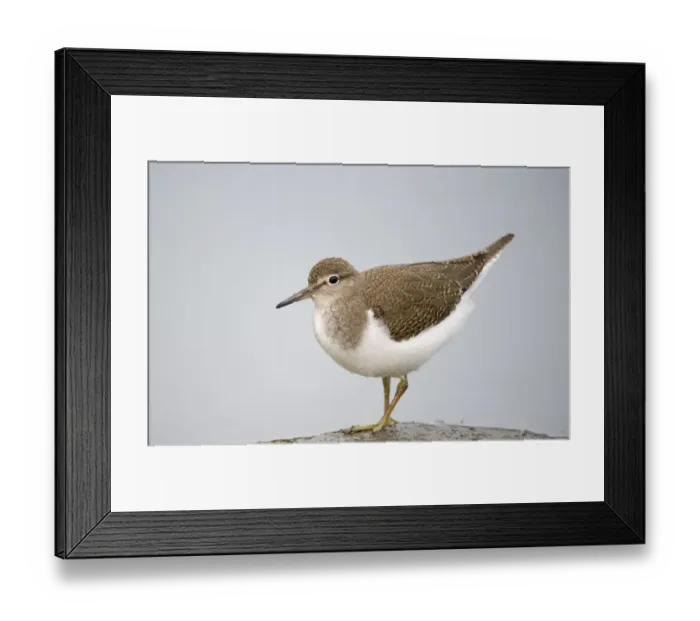 Framed Print : Common Sandpiper (Actitis hypoleucos) on rock, Elbe Biosphere Reserve, Lower Saxony Framed Print : Common Sandpiper (Actitis hypoleucos) on rock, Elbe Biosphere Reserve, Lower Saxony