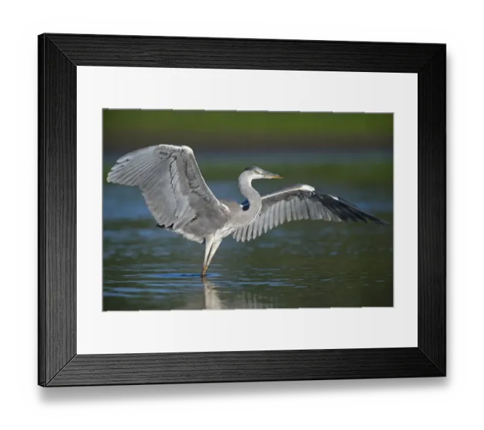 Framed Print : Grey heron (Ardea cinerea) with wings out stretched, Elbe Biosphere Reserve, Lower Saxony Framed Print : Grey heron (Ardea cinerea) with wings out stretched, Elbe Biosphere Reserve, Lower Saxony