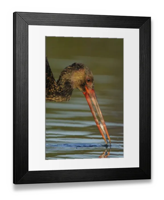 Framed Print : Black stork (Ciconia nigra) feeding on fish, Elbe Biosphere Reserve, Lower Saxony Framed Print : Black stork (Ciconia nigra) feeding on fish, Elbe Biosphere Reserve, Lower Saxony