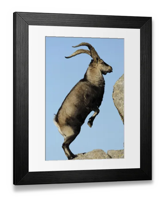 Framed Print : Male Spanish ibex (Capra pyrenaica) standing on hind legs about to jump on rock, Sierra de Gredos Framed Print : Male Spanish ibex (Capra pyrenaica) standing on hind legs about to jump on rock, Sierra de Gredos