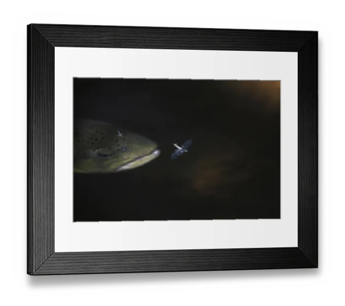 Framed Print : Brown trout (Salmo trutta) catching a Mayfly (Ephemera Danica) Dala river, Gtene Framed Print : Brown trout (Salmo trutta) catching a Mayfly (Ephemera Danica) Dala river, Gtene