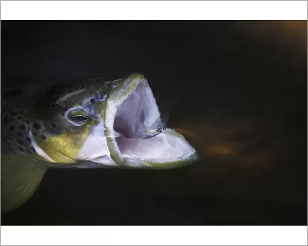 Brown trout (Salmo trutta) hunting, mouth wide open around Mayfly (Ephemera Danica) Dala river