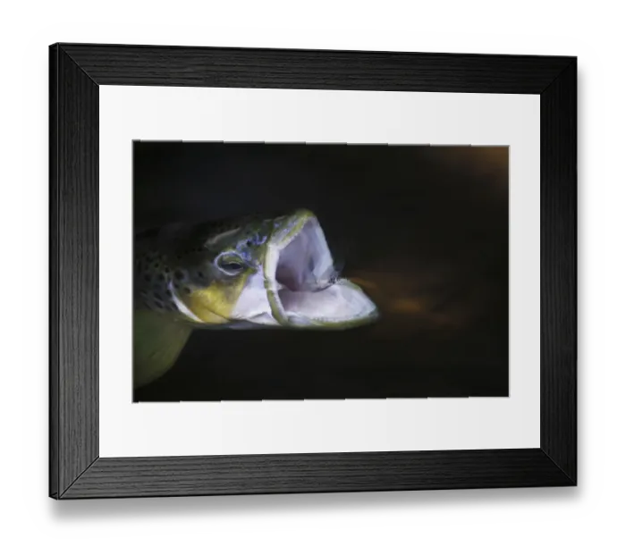 Framed Print : Brown trout (Salmo trutta) hunting, mouth wide open around Mayfly (Ephemera Danica) Dala river