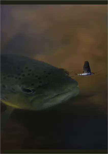 Brown trout (Salmo trutta) hunting Mayfly (Ephemera Danica) Dala river, Gtene, Vstra Gtaland
