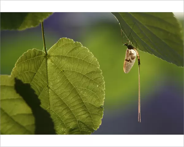 Mayfly (Ephemera Danica) on leaf, Dala river, Gtene, Vstra Gtaland, Sweden, June 2009