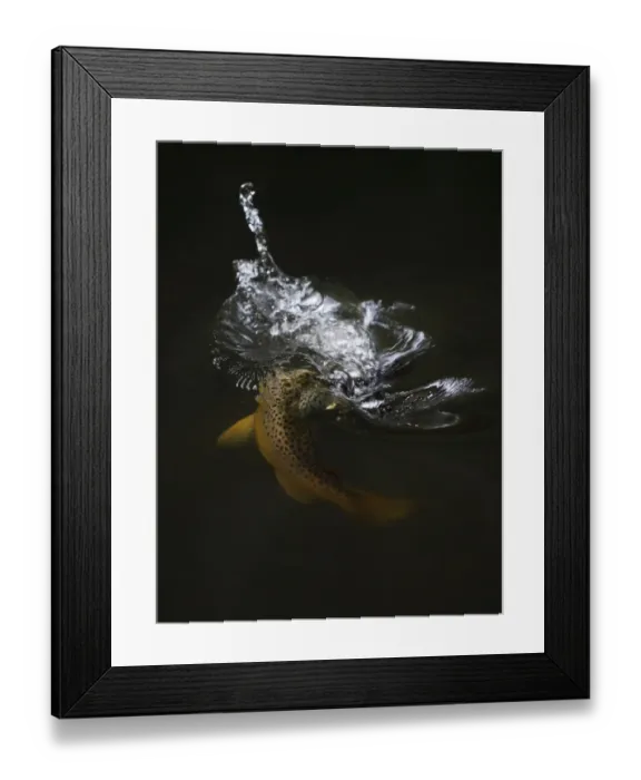 Framed Print : Brown trout (Salmo trutta) hunting Mayfly (Ephemera Danica) Dala river, Gtene, Vstra Gtaland Framed Print : Brown trout (Salmo trutta) hunting Mayfly (Ephemera Danica) Dala river, Gtene, Vstra Gtaland