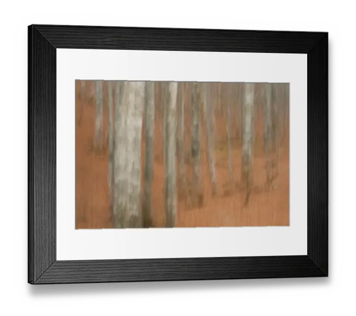 Framed Print : Abstract European beech tree (Fagus sylvatica) trunks, Pollino National Park, Basilicata Framed Print : Abstract European beech tree (Fagus sylvatica) trunks, Pollino National Park, Basilicata
