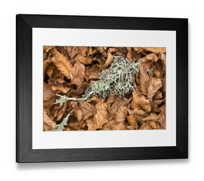 Framed Print : Fallen European beech leaves (Fagus sylvatica) and a twig with Lichen growing on it on the ground Framed Print : Fallen European beech leaves (Fagus sylvatica) and a twig with Lichen growing on it on the ground