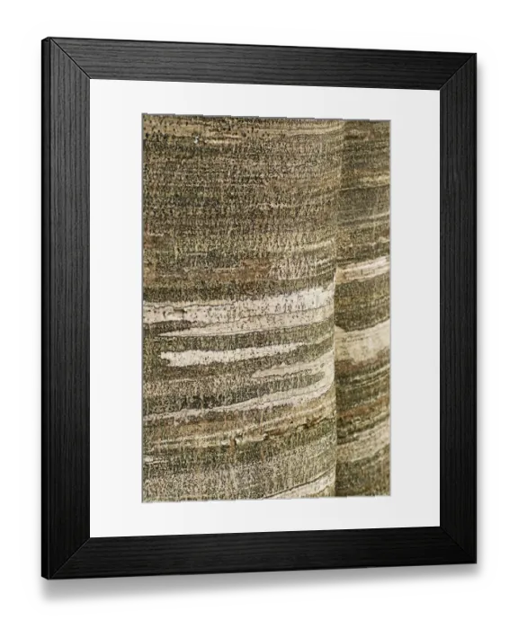 Framed Print : European beech (Fagus sylvatica) trunks, Pollino National Park, Basilicata, Italy Framed Print : European beech (Fagus sylvatica) trunks, Pollino National Park, Basilicata, Italy