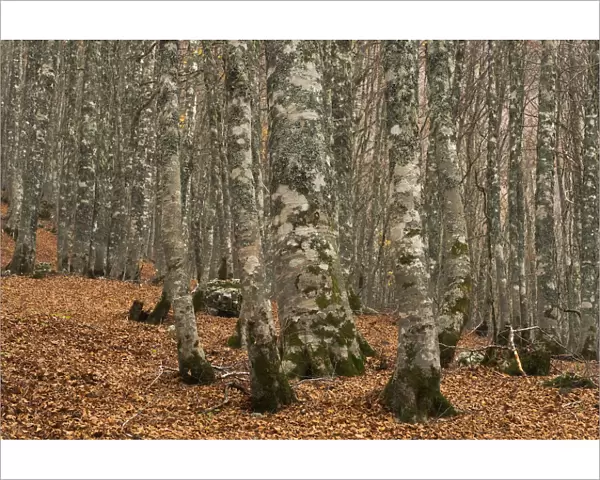 European beech (Fagus sylvatica) forest, with fallen leaves on ground, Pollino National Park
