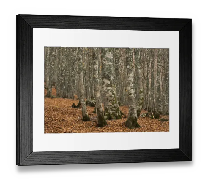 Framed Print : European beech (Fagus sylvatica) forest, with fallen leaves on ground, Pollino National Park