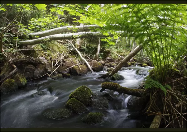 Dala river, where Brown trout (Salmo trutta) live, flowing through wood with fallen