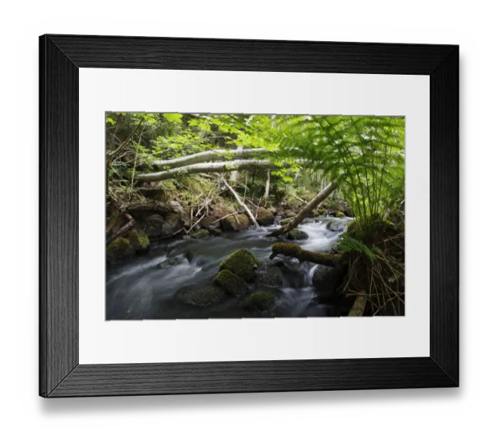 Framed Print : Dala river, where Brown trout (Salmo trutta) live, flowing through wood with fallen Framed Print : Dala river, where Brown trout (Salmo trutta) live, flowing through wood with fallen