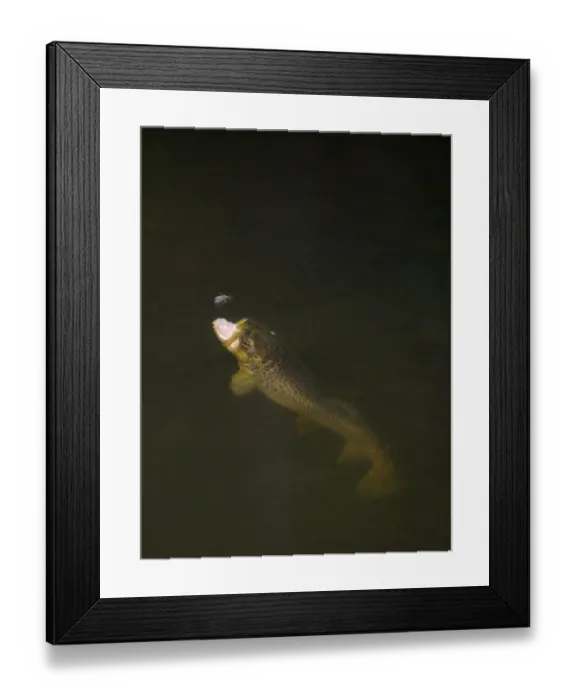 Framed Print : Brown trout (Salmo trutta) hunting Mayfly (Ephemera Danica) Dala river, Gtene, Vstra Gtaland Framed Print : Brown trout (Salmo trutta) hunting Mayfly (Ephemera Danica) Dala river, Gtene, Vstra Gtaland