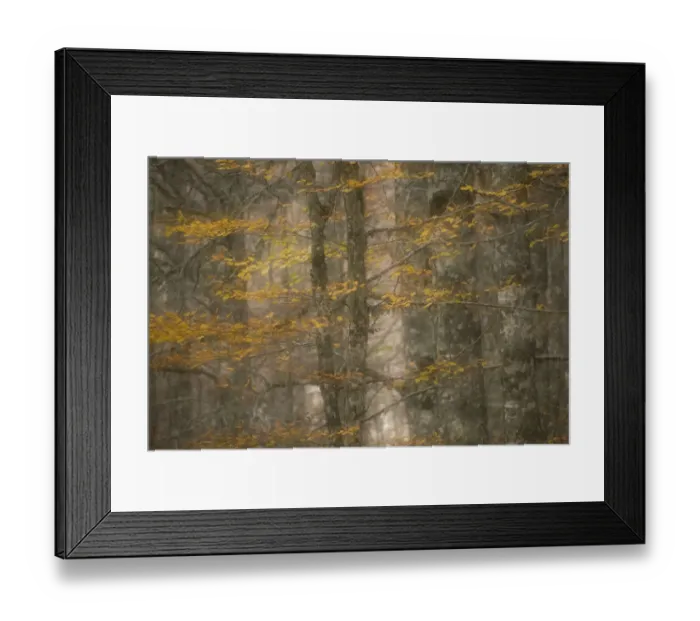 Framed Print : European beech trees (Fagus sylvatica) with autumnal leaves in forest, Pollino National Park Framed Print : European beech trees (Fagus sylvatica) with autumnal leaves in forest, Pollino National Park
