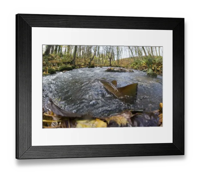 Framed Print : Brown trout (Salmo trutta) in shallow water migrating upstream, Bornholm, Denmark