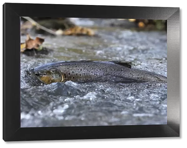 Brown trout (Salmo trutta) at water surface in shallow water migrating upstream, Bornholm