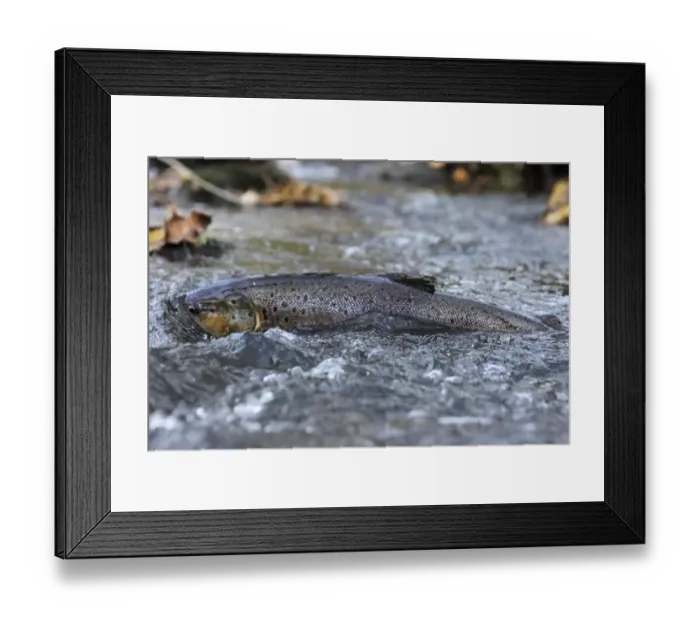 Framed Print : Brown trout (Salmo trutta) at water surface in shallow water migrating upstream, Bornholm Framed Print : Brown trout (Salmo trutta) at water surface in shallow water migrating upstream, Bornholm